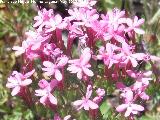 Alfeique andaluz - Centranthus macrosiphon. Cerro Castelln - Valdepeas de Jan