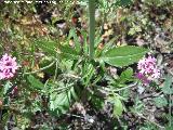 Alfeique andaluz - Centranthus macrosiphon. Hojas. Cerro Castelln - Valdepeas de Jan