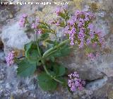 Alfeique andaluz - Centranthus macrosiphon. Los Caones. Jan