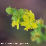 Agrimonia - Agrimonia eupatoria. Segura