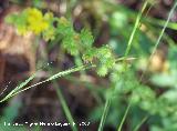 Agrimonia - Agrimonia eupatoria. Segura