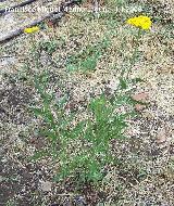 Milenrama dorada - Achillea filipendulina. Segura