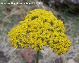 Milenrama dorada - Achillea filipendulina. Segura