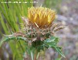 Cardo cuco - Carlina corymbosa. Segura