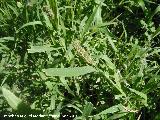 Dctilo - Dactylis glomerata. Navas de San Juan