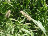 Dctilo - Dactylis glomerata. Navas de San Juan