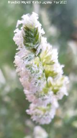 D�ctilo - Dactylis glomerata. R�o Fr�o - Los Villares
