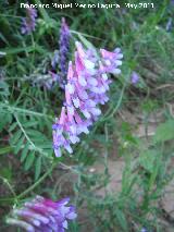 Arvejilla vellosa - Vicia villosa. La Lanz - Navas de San Juan