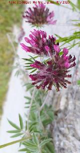 Vulneraria - Anthyllis vulneraria. La Veleta - Los Villares