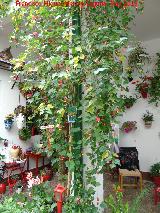 Farolillo chino - Abutilon megapotamicum. Patio de Crdoba