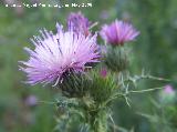 Cardo crespo - Carduus pycnocephalus. Navas de San Juan