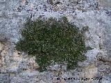 Carrasquilla - Rhamnus myrtifolius. Los Villares