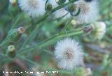 Hierba carnicera - Conyza bonariensis. Navas de San Juan