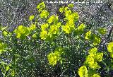 Lecheterna serrada - Euphorbia serrata. Jan