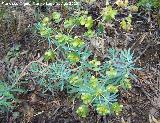 Lecheterna de bosque - Euphorbia amygdaloides. Caada Saucar - Santiago Pontones