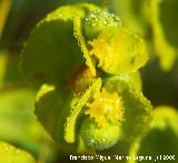 Lecheterna de bosque - Euphorbia amygdaloides. Segura