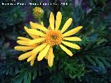 Margarita amarilla - Euryops pectinatus. Jan