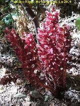 Pan de Lobos Heliondo - Orobanche foetida. Torcal de Antequera