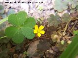 Aleluya - Oxalis corniculata. Navas de San Juan