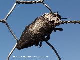 Escarabajo del Almendro - Capnodis tenebrionis. Benaocaz