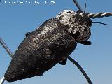 Escarabajo del Almendro - Capnodis tenebrionis. Benaocaz