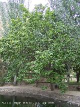 Catalpa - Catalpa bignonioides. Castillo de Locubn