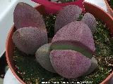 Pleiospilos nelii - Pleiospilos nelii. Invernadero en Jan