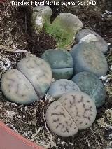 Piedras Vivas - Lithops sp.. Invernadero en Jan