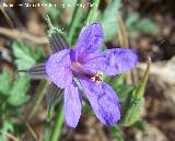 Agujas de pastor - Erodium ciconium. Los Caones. Jan