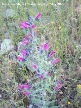 Viborera sabulicola - Echium sabulicola. Los Villares