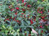 Espino de fuego - Pyracantha coccinea. Cazorla