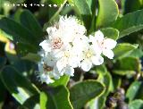 Espino de fuego - Pyracantha coccinea. Benalmdena