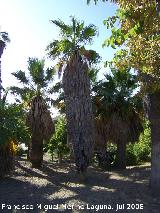 Palmera mexicana - Washingtonia robusta. Benalmdena