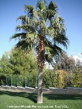 Palmera mexicana