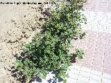 Bardana menor - Xanthium italicum. Bailn