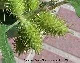 Bardana menor - Xanthium italicum. Bailn