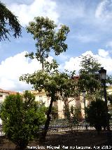 Acerolo chino - Photinia serrulata. Navas de San Juan