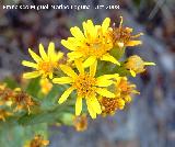 Senecio doria - Senecio doria. Jan