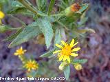 Senecio doria - Senecio doria. Jan