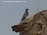 Pjaro Carraca - Coracias garrulus. Espantapalomas - Jan