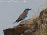 Pjaro Carraca - Coracias garrulus. Espantapalomas - Jan