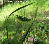 Cynosurus elegans - Cynosurus elegans. Jan