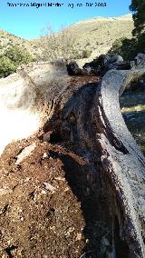 Encina del Rayo de Fuenfra. Tronco muerto