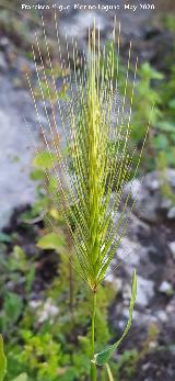 Espiguilla - Hordeum murinum. La Veleta - Los Villares
