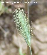 Espiguilla - Hordeum murinum. Segura