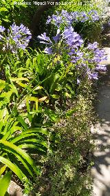 Agapanto - Agapanthus africanus. Castillo Palacio de los Ribera - Bornos