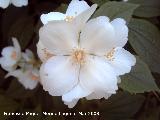 Celinda - Philadelphus coronarius. Navas de San Juan