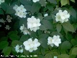 Celinda - Philadelphus coronarius. Navas de San Juan