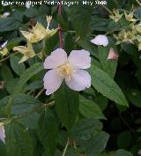 Celinda - Philadelphus coronarius. Navas de San Juan