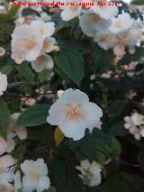 Celinda - Philadelphus coronarius. Flor. Navas de San Juan